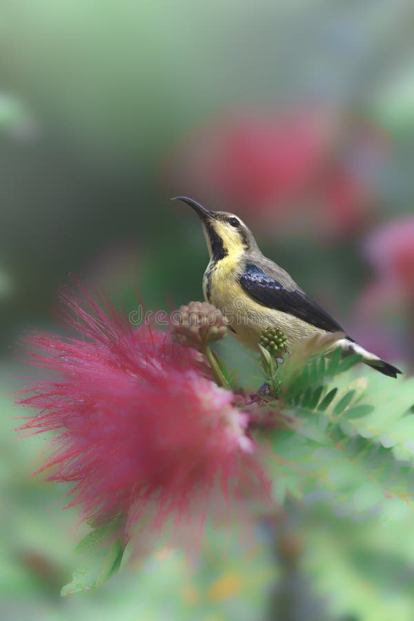 Purpurowy sunbird w czerwonym prochowego chuchu drzewie kwitnie obraz royalty free