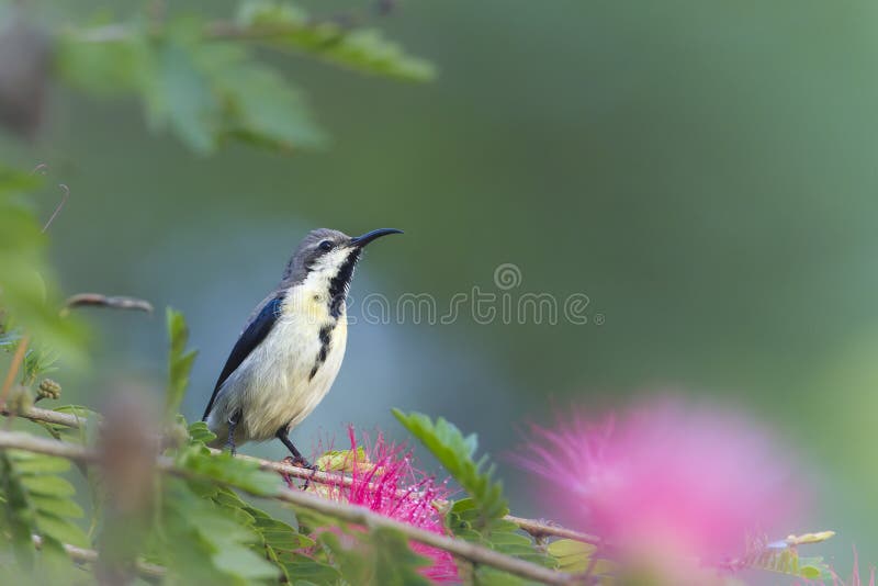 Purpurowy sunbird w czerwonym prochowego chuchu drzewie kwitnie zdjęcie stock