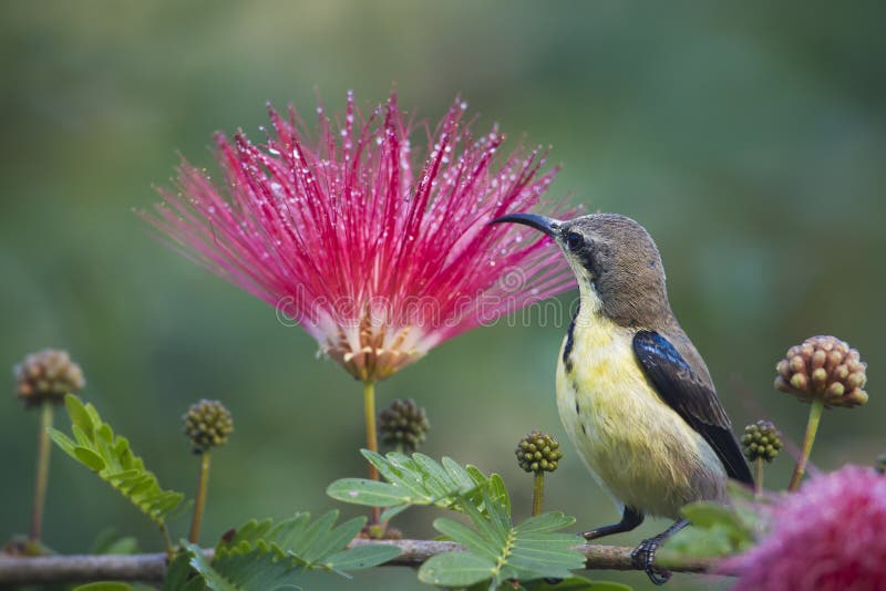 Purpurowy sunbird w czerwonym prochowego chuchu drzewie kwitnie zdjęcia royalty free