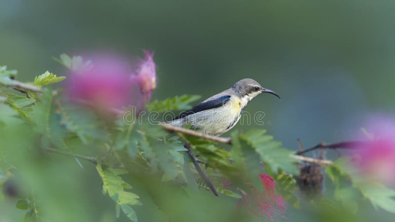Purpurowy sunbird w czerwonym prochowego chuchu drzewie kwitnie obrazy royalty free
