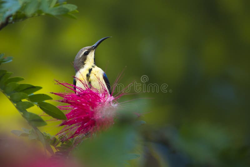 Purpurowy sunbird w czerwonym prochowego chuchu drzewie kwitnie zdjęcie stock