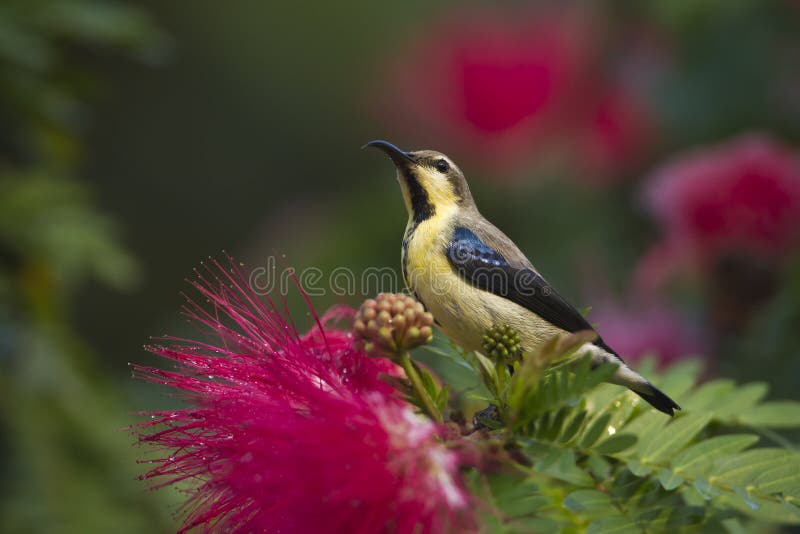 Purpurowy sunbird w czerwonym prochowego chuchu drzewie kwitnie obrazy royalty free