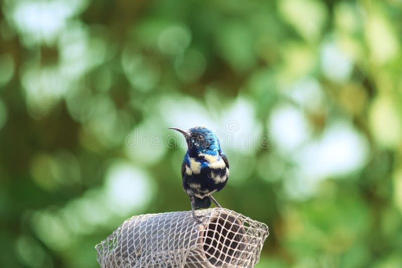Purpurowy Sunbird z Greenery w New Delhi, India obraz stock