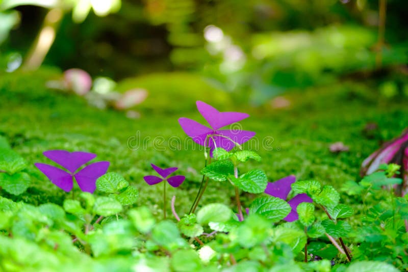 Purpurowy szczawik i zieleń leaf na mech zamazującym tle obrazy royalty free Purpurowy szczawik i zieleń leaf na mech zamazującym tle obrazy royalty free