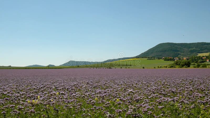 Purpurowy Tansy pole w wsi w gorącym letnim dniu Zielona błękitna purpura kwitnie w okwitnięciu