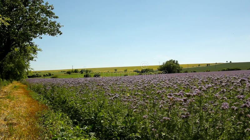 Purpurowy Tansy pole w wsi w gorącym letnim dniu Zielona błękitna purpura kwitnie w okwitnięciu