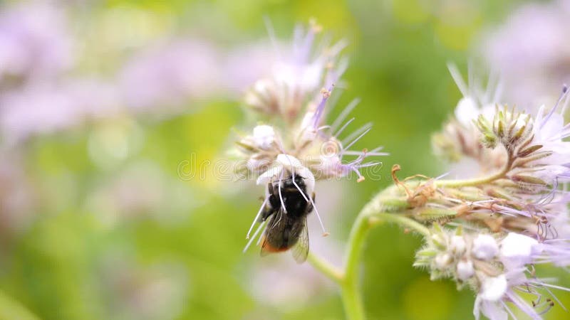 Purpurowy Tansy pole z bumblebee Szczegół zielone błękit menchie kwitnie w okwitnięcia chwianiu z pszczołami