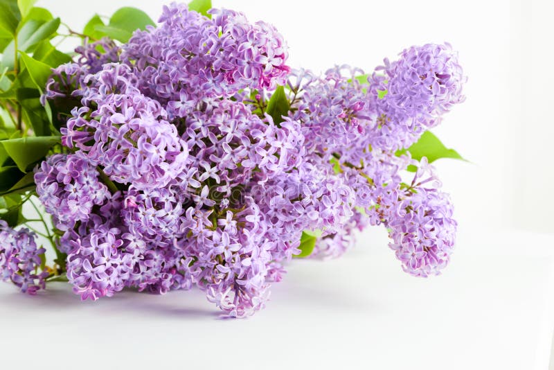 Purpurowy wiosna bez kwitnie kwitnienie Na biel zdjęcia stock