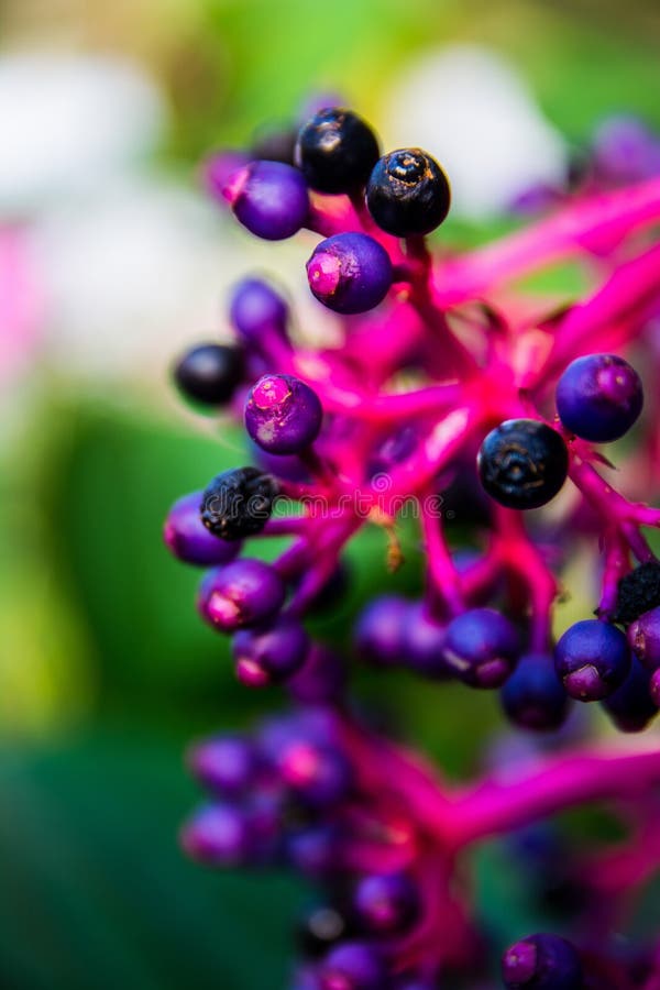 Purpurowych i Błękitnych jagod szczegółu Makro- jedzenie obrazy royalty free