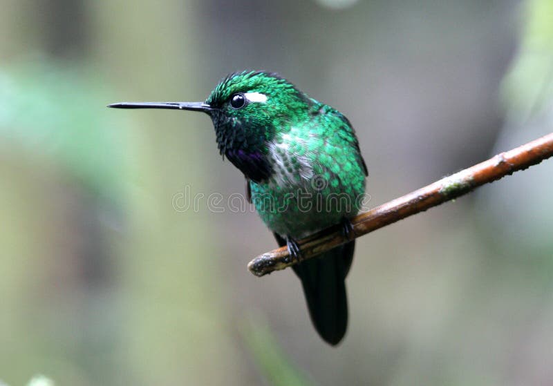Purpurrot-bibbed Whitetip, Ecuador lizenzfreie stockfotografie Purpurrot-bibbed Whitetip, Ecuador lizenzfreie stockfotografie