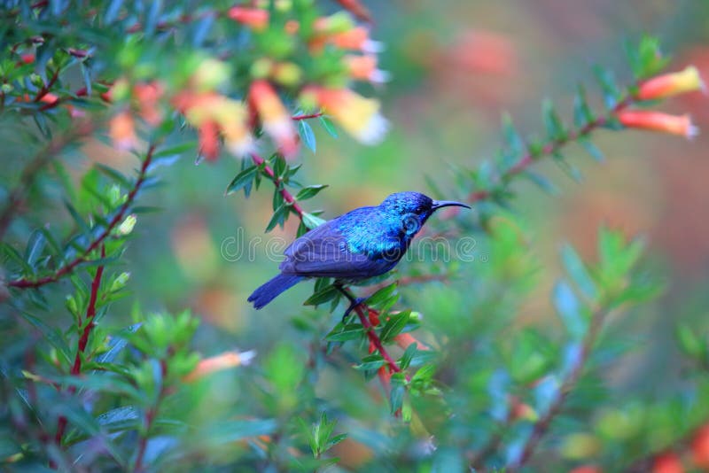 Purple-banded Sunbird Cinnyris bifasciata in Rwanda. Purple-banded Sunbird Cinnyris bifasciata in Rwanda