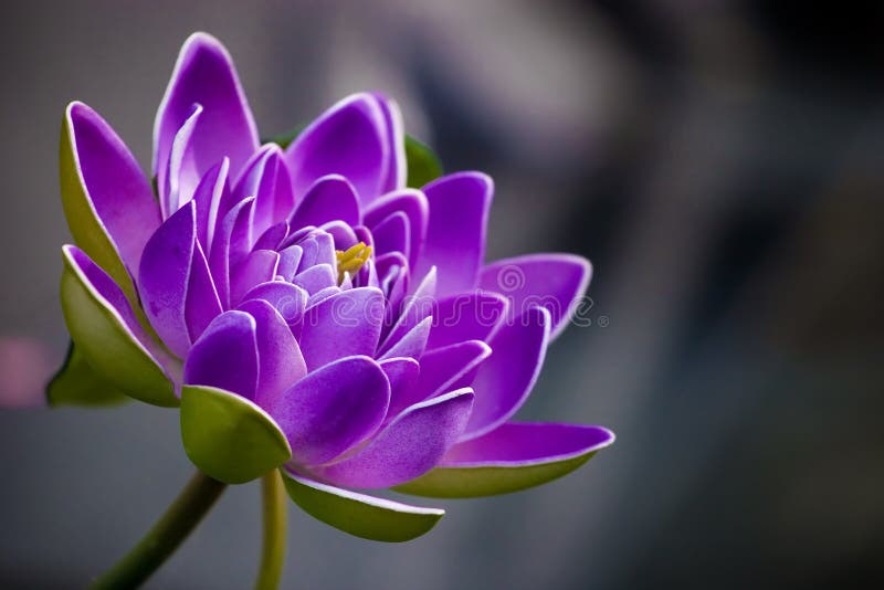 Purpurrote Blume