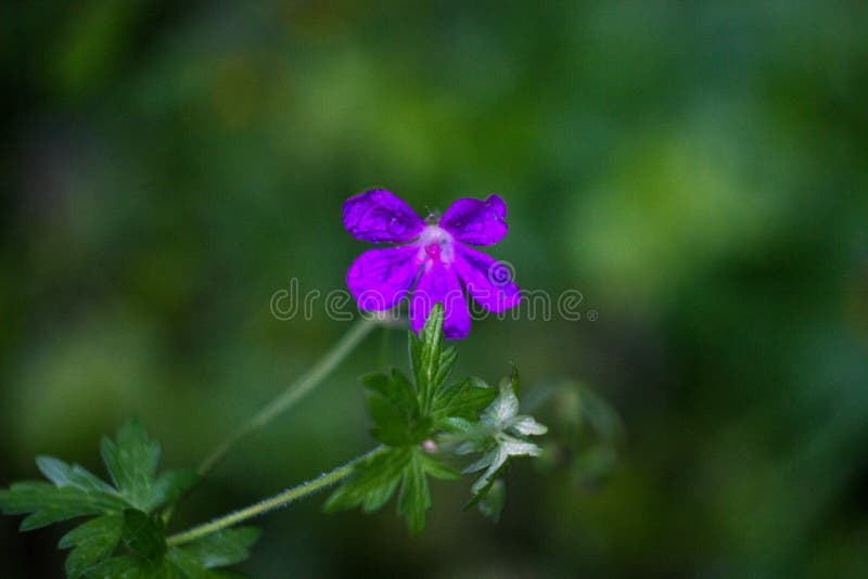 Purpurrote Blume auf einem Stiel im Makro lizenzfreie stockfotos Purpurrote Blume auf einem Stiel im Makro lizenzfreie stockfotos