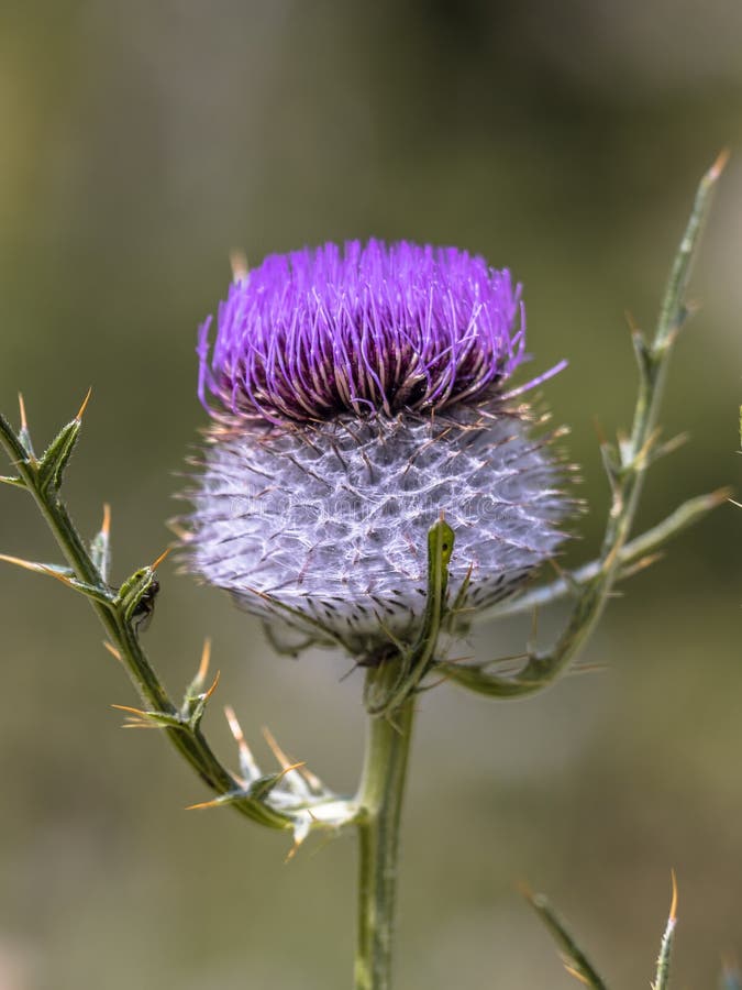 Purpurrote Blume der wolligen Distel stockfotografie Purpurrote Blume der wolligen Distel stockfotografie