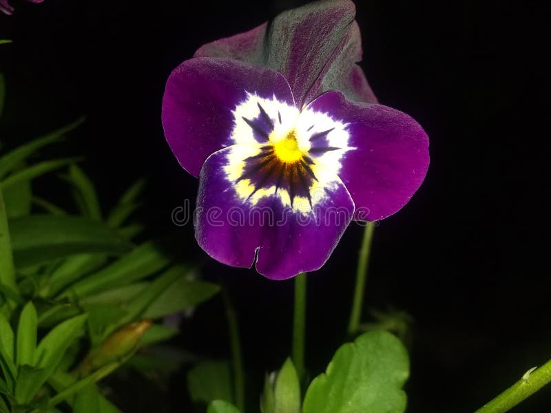 Purpurrote Blume mit weißer Schwarz- und Goldmitte lizenzfreie stockfotos Purpurrote Blume mit weißer Schwarz- und Goldmitte lizenzfreie stockfotos