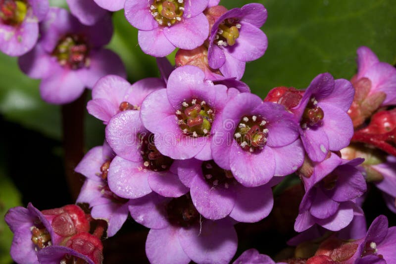 Purpurrote Blumen von Bergenia wachsen in einem Frühlingsgarten Abschluss oben Bergenia cordifolia purpurea stockbilder Purpurrote Blumen von Bergenia wachsen in einem Frühlingsgarten Abschluss oben Bergenia cordifolia purpurea stockbilder