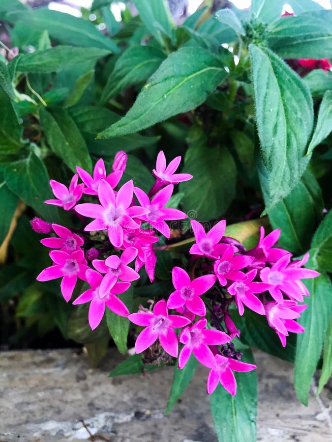 Purpurrote Bouganvilla-Blumen lizenzfreies stockbild Purpurrote Bouganvilla-Blumen lizenzfreies stockbild