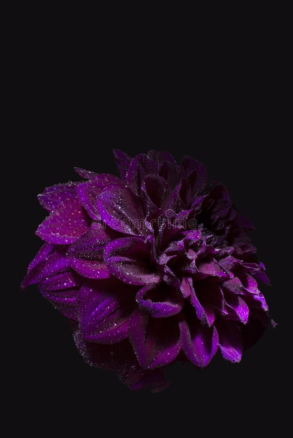 Purpurrote Dahlienblume auf schwarzem Hintergrund lizenzfreies stockfoto Purpurrote Dahlienblume auf schwarzem Hintergrund lizenzfreies stockfoto