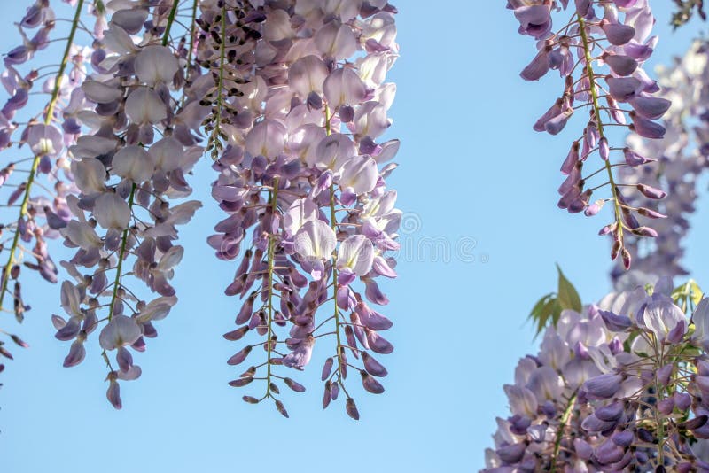 Purpurrote Glyzinie sinensis Blumen lizenzfreies stockfoto Purpurrote Glyzinie sinensis Blumen lizenzfreies stockfoto