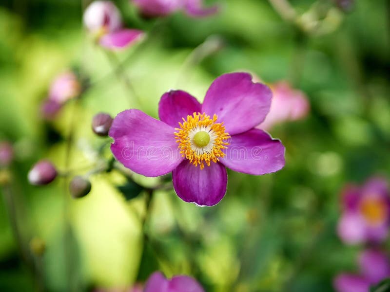 Purpurrote helle wilde Blume gegen einen blühenden grünen Garten lizenzfreie stockbilder Purpurrote helle wilde Blume gegen einen blühenden grünen Garten lizenzfreie stockbilder