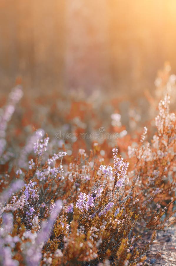 Purpurrote Herbstblumen in einem Waldpinery lizenzfreie stockfotografie Purpurrote Herbstblumen in einem Waldpinery lizenzfreie stockfotografie
