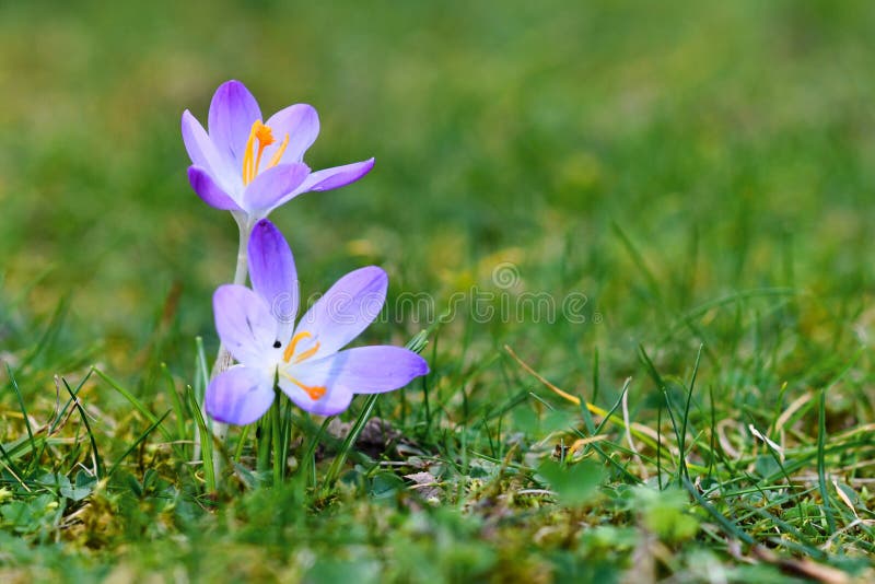 Purpurrote Krokusfrühlingsblume auf dem nicht näher definierbaren Grashintergrund, der während des Spätwinters im Februar florier
