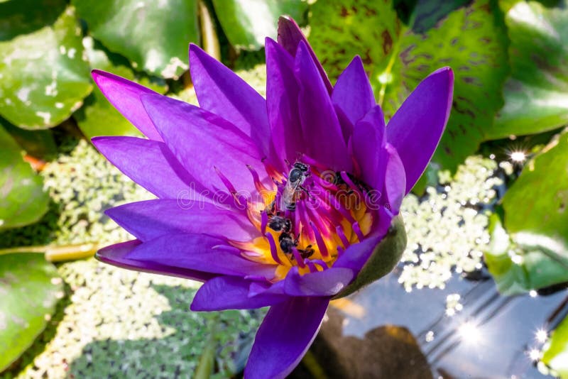 Purpurrote Lotosblume der Nahaufnahme mit Biene lizenzfreies stockfoto Purpurrote Lotosblume der Nahaufnahme mit Biene lizenzfreies stockfoto