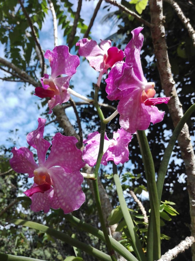 Purpurrote Orchideen sind sehr sch?n lizenzfreies stockfoto Purpurrote Orchideen sind sehr sch?n lizenzfreies stockfoto
