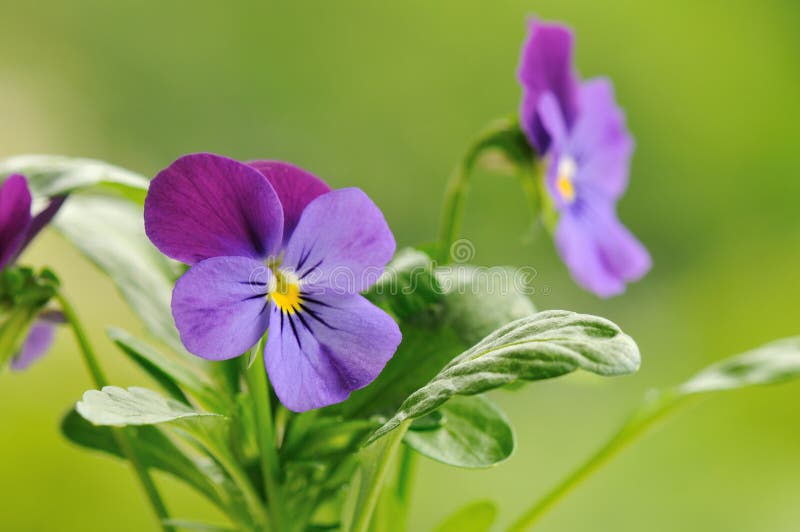 Purpurrote Pansyblume lizenzfreies stockfoto Purpurrote Pansyblume lizenzfreies stockfoto
