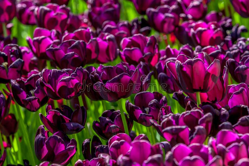 Purpurrote Samttulpen stockfoto Purpurrote Samttulpen stockfoto