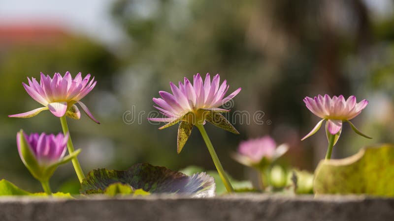 Purpurrote Seerose auf dem Pool lizenzfreies stockfoto Purpurrote Seerose auf dem Pool lizenzfreies stockfoto