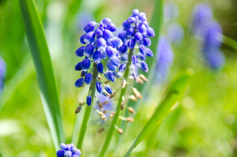 Purpurrote Traubenhyazinthe lizenzfreies stockfoto Purpurrote Traubenhyazinthe lizenzfreies stockfoto