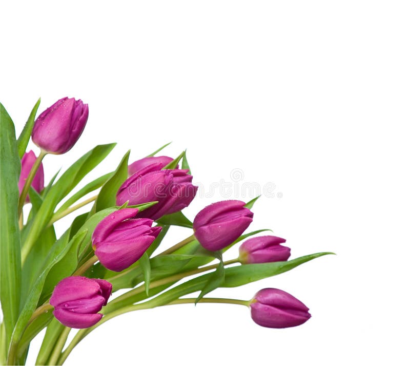 Purpurrote Tulpen auf einem weißen Hintergrund