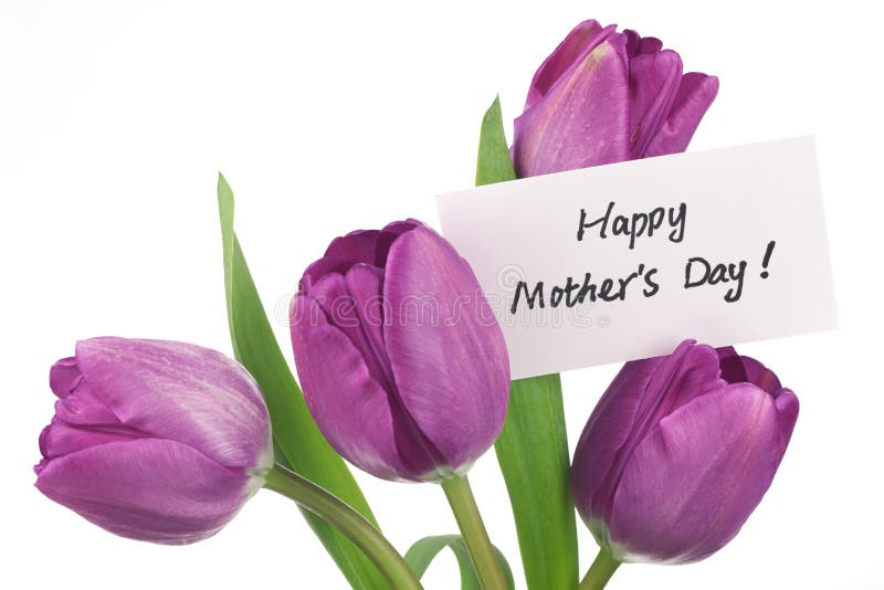 Purpurrote Tulpen für Mutter stockfotos Purpurrote Tulpen für Mutter stockfotos
