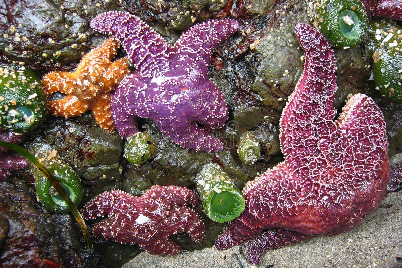 Purpurrote und orange Starfish auf Felsen bei San Josef Bay, Kap Scott Provincial Park lizenzfreie stockfotos Purpurrote und orange Starfish auf Felsen bei San Josef Bay, Kap Scott Provincial Park lizenzfreie stockfotos