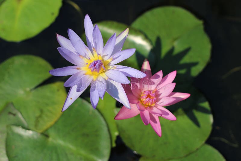 Purpurrote und rosa Lotus Top-Ansicht Natur lizenzfreie stockfotos Purpurrote und rosa Lotus Top-Ansicht Natur lizenzfreie stockfotos