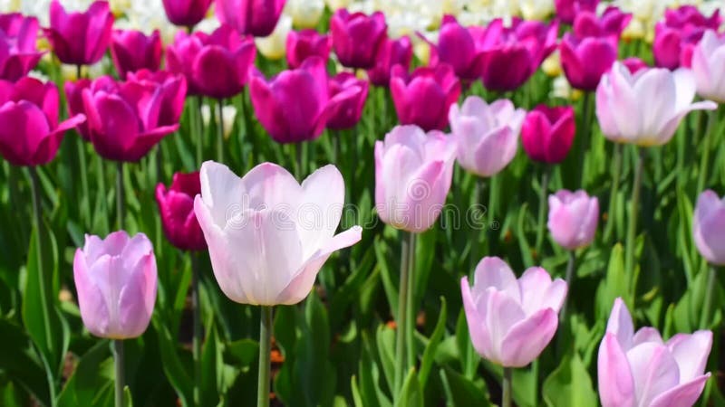 Purpurrote und rosa Tulpenblumen