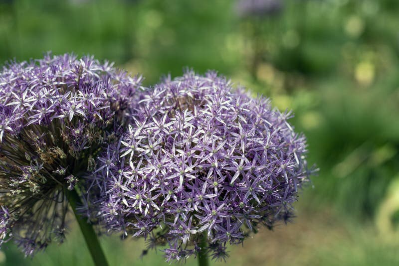 Purpurrote und weiße dekorative Zwiebel-Blüte stockfotos Purpurrote und weiße dekorative Zwiebel-Blüte stockfotos