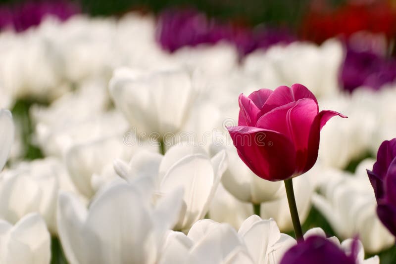 Purpurrote und weiße Tulpen lizenzfreies stockfoto Purpurrote und weiße Tulpen lizenzfreies stockfoto