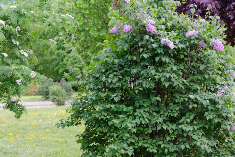 Purpurrote violette Blumen des Frühlinges auf Busch der Flieder lizenzfreie stockfotos Purpurrote violette Blumen des Frühlinges auf Busch der Flieder lizenzfreie stockfotos