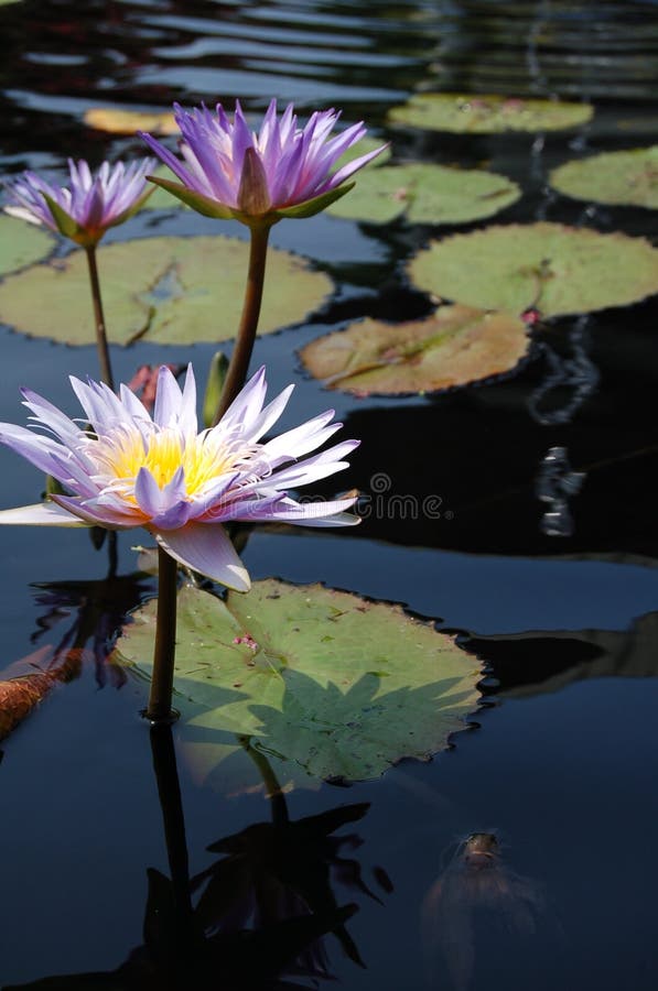 Purpurrote Wasser-Lilien in einem Fisch-Teich in Washington, Gleichstrom stockfoto Purpurrote Wasser-Lilien in einem Fisch-Teich in Washington, Gleichstrom stockfoto