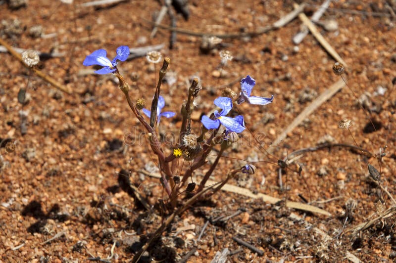 Purpurrote Wildflowers entlang der Gnamma-Spur lizenzfreie stockbilder Purpurrote Wildflowers entlang der Gnamma-Spur lizenzfreie stockbilder