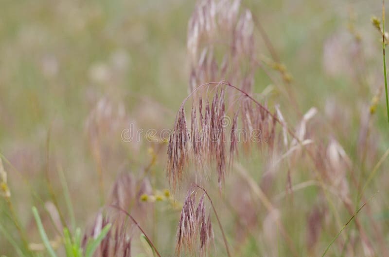 Purpurrote Ährchen von wilden Kräutern Weicher Hintergrund Unsch?rfe um die R?nder lizenzfreies stockbild Purpurrote Ährchen von wilden Kräutern Weicher Hintergrund Unsch?rfe um die R?nder lizenzfreies stockbild