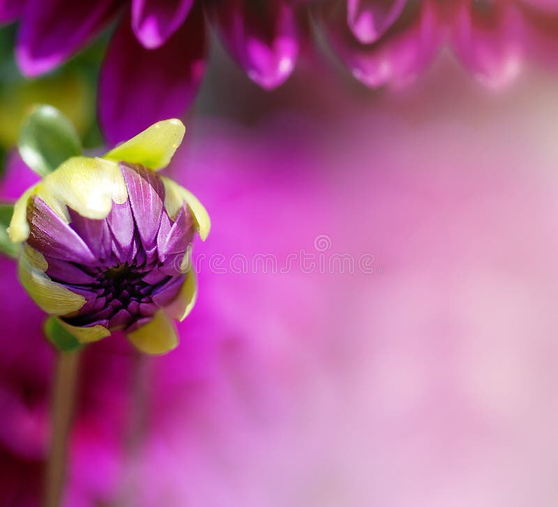 Purpurroter Blumenblumenblathintergrund