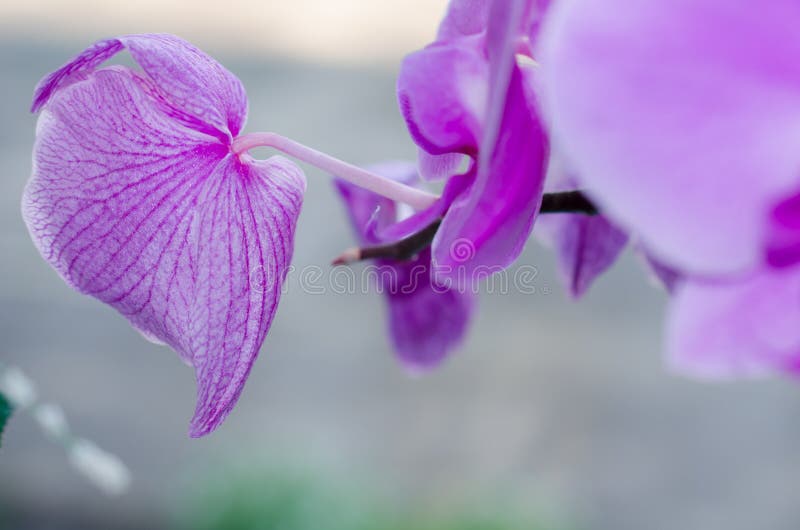 Purpurroter Blütenorchideen-Blumenhintergrund stockfoto Purpurroter Blütenorchideen-Blumenhintergrund stockfoto