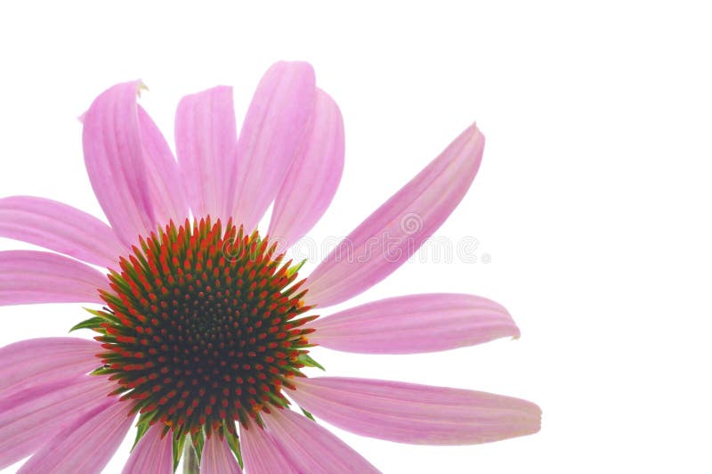 Purpurroter ConeflowerEchinacea stockfoto Purpurroter ConeflowerEchinacea stockfoto