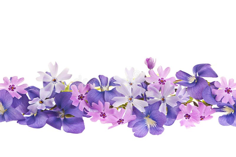 Purpurroter Frühlingsblumenrand