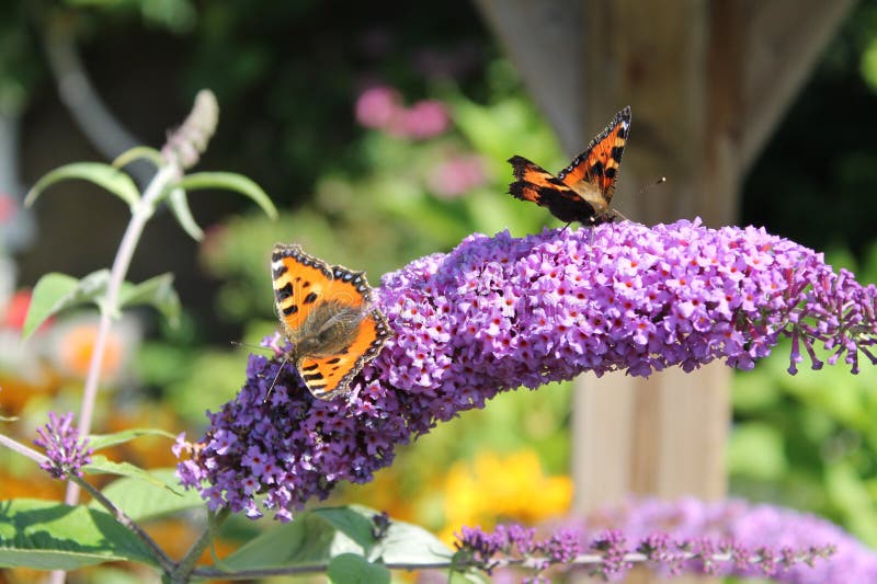 Purpurroter Schmetterling Bush mit Schmetterlingen