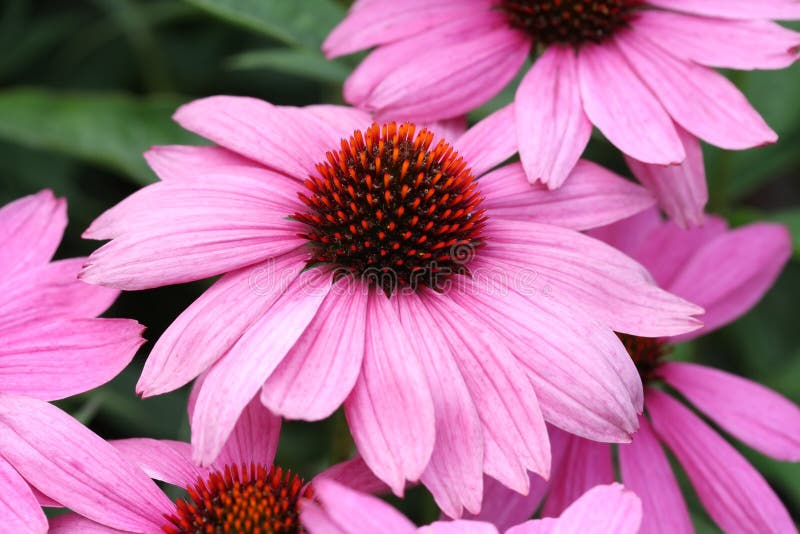Purpurrotes coneflower (Echinacea purpurea) lizenzfreie stockfotografie Purpurrotes coneflower (Echinacea purpurea) lizenzfreie stockfotografie