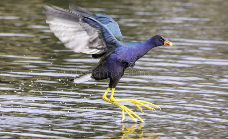 Purpurrotes Gallinule stockfotos Purpurrotes Gallinule stockfotos